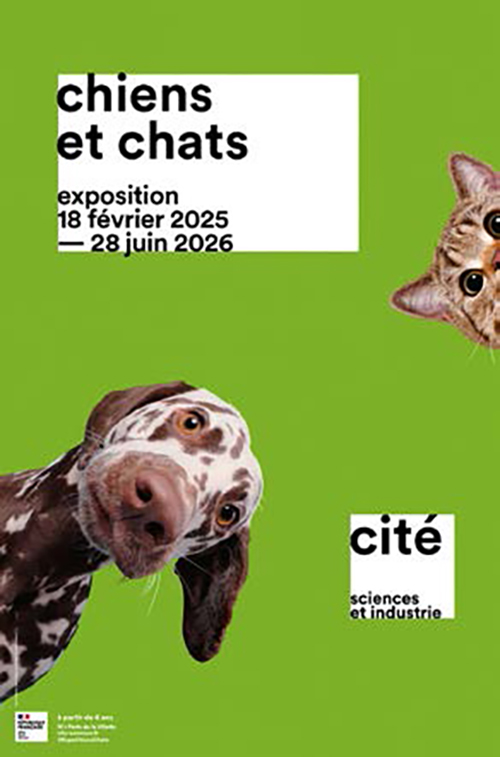chien chat