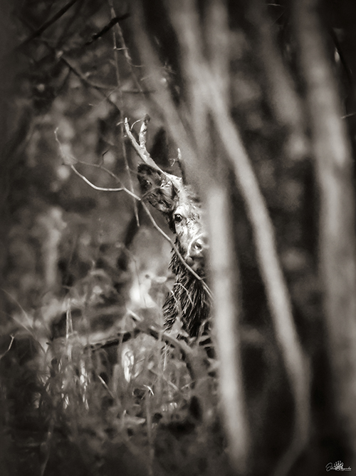 au coeur des sous bois ©JulienARGYRIADES