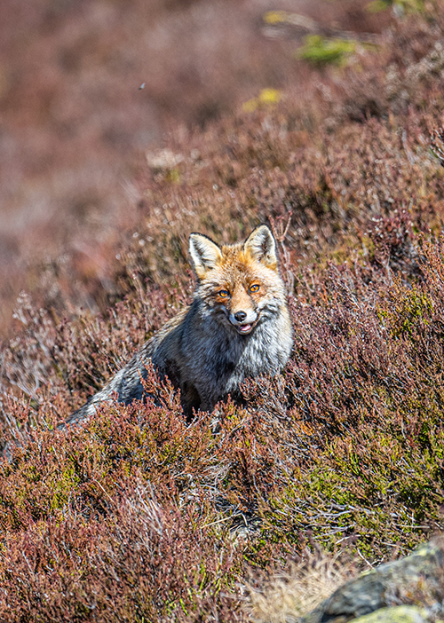 regard tendre et sauvage ©JulienARGYRIADES