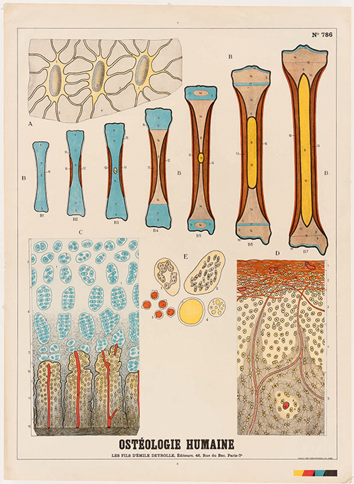 anatomieOsteologie humaine
