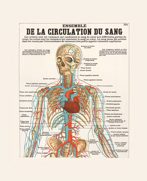 anatomiecirculation du sang haut