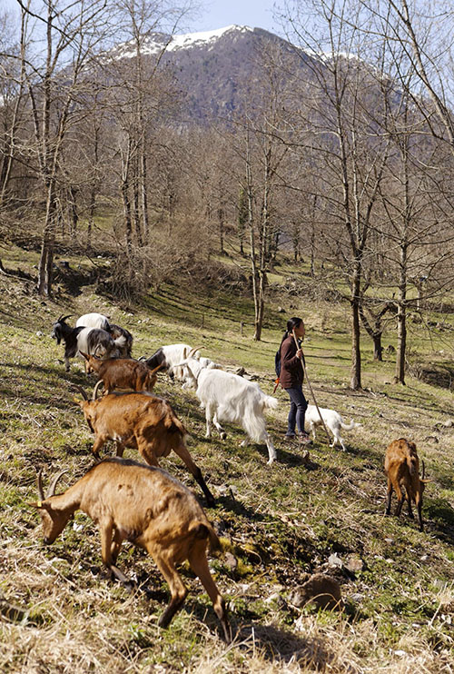 TOMME DES PYRENEES13