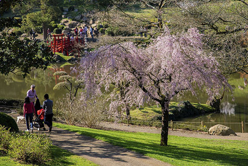 fete des cerisiers Hanami - Parc Oriental de Maulevrier en Anjou - 1
