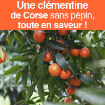 La Clémentine de Corse unique clémentine produite en France