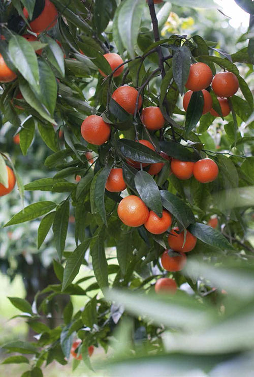 clementine corse