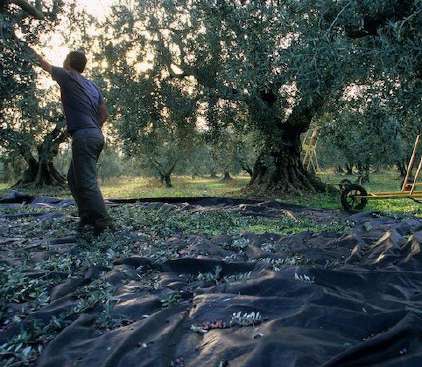 2olivesprovencealpes