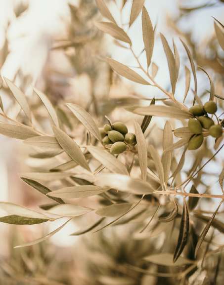 987olivesprovencealpes