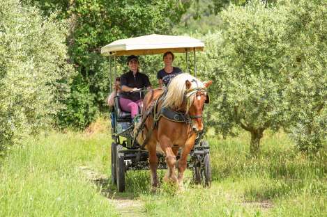 olivesprovencealpes