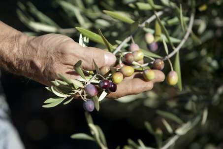 olivesprovencealpes1234