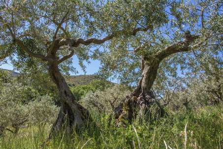 olivesprovencealpes321