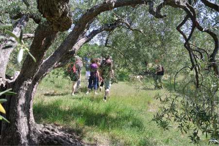 olivesprovencealpes87
