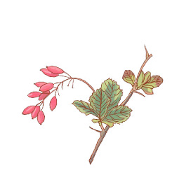 CP-BIMONT-BERBERIS_Page_1_Image_0003.jpg