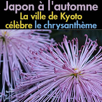 Japon<br>￼￼￼La ville de Kyoto<br>￼￼￼célèbre le chrysanthème