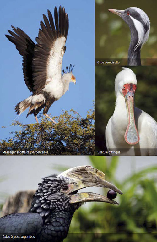 parc_des_Oiseaux1.jpg